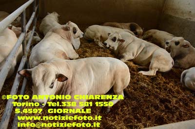 S4597_ACH_5446_razza_piemontese_Fassoni